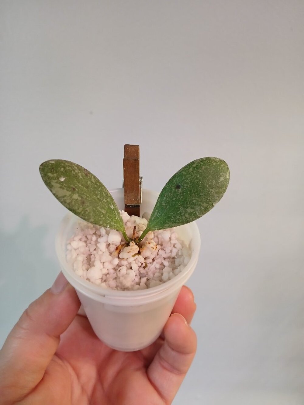 Hoya ETS-10 Silver